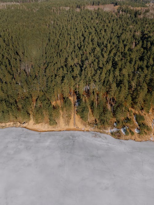 ağaçlar, dikey atış, dondurulmuş içeren Ücretsiz stok fotoğraf