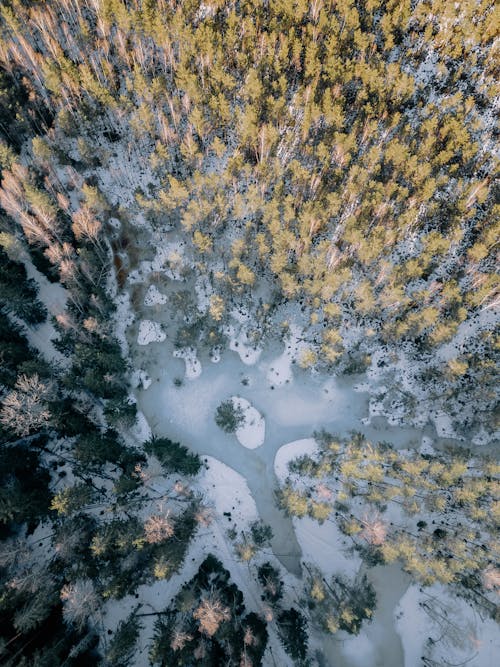 Top View of Trees and a Frozen Lake 