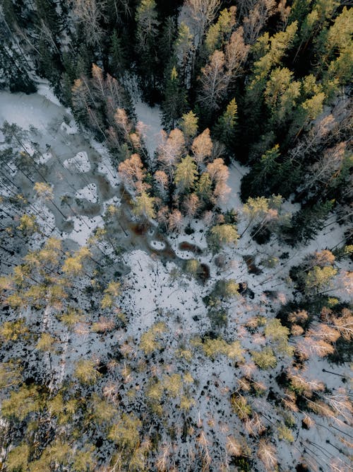 Drone Shot of a Forest in Winter 