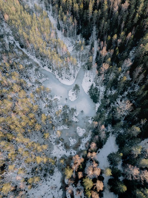 Aerial Photography of a Forest and a Lake in Winter 