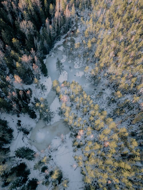 Aerial Photography of Trees and a Lake in Winter 