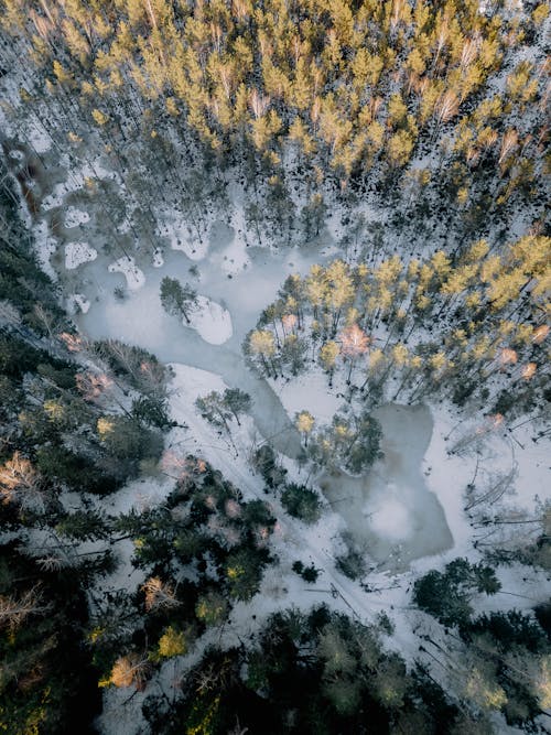 Drone Shot of a Forest in Winter 