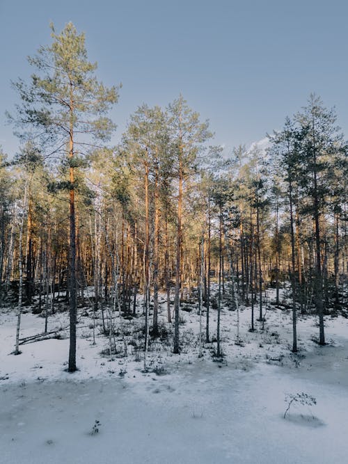 Evergreen Trees in Forest in Winter