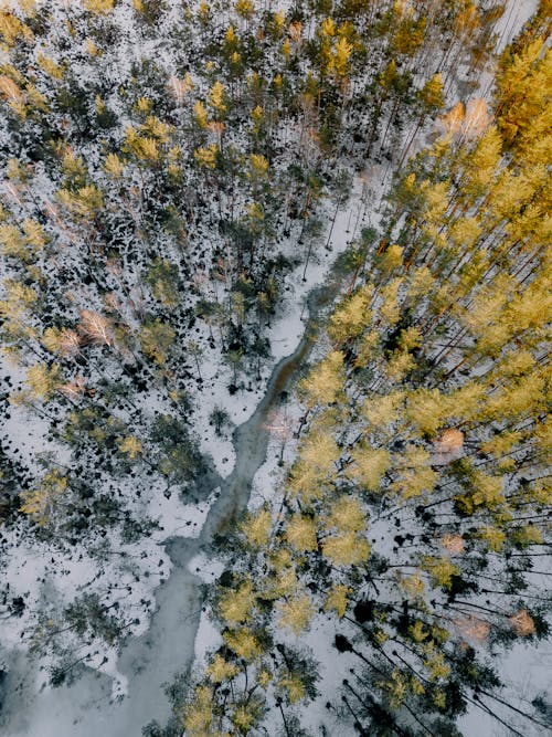 Drone Shot of a Forest in Winter 