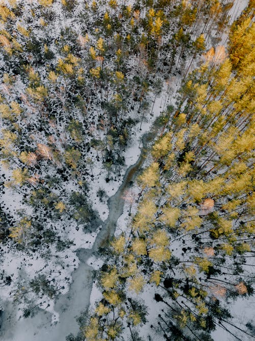 Gratis stockfoto met bevroren, bomen, Bos