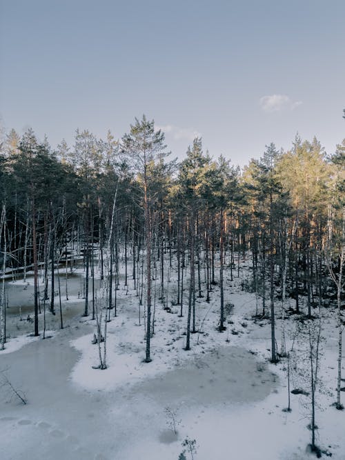 ağaçlar, buz, dikey atış içeren Ücretsiz stok fotoğraf