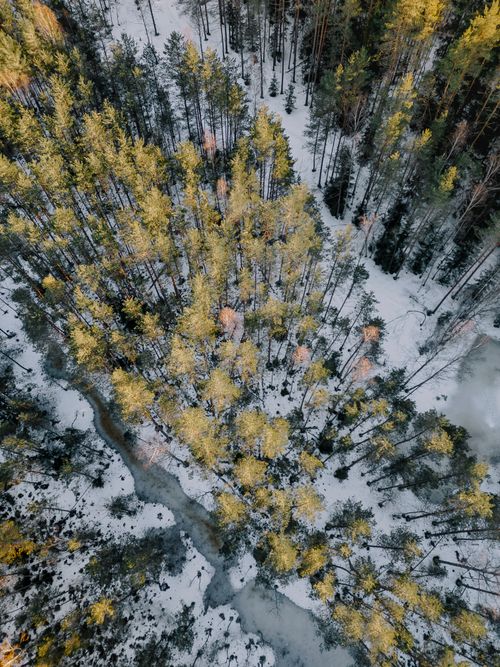 Free Drone captures a breathtaking aerial view of a snowy forest in Latvia during winter. Stock Photo