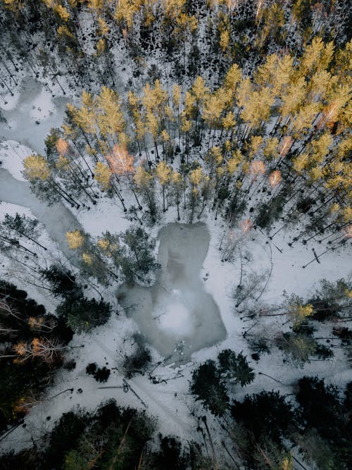 Aerial Photography of a Frozen Lake and Trees in Winter 