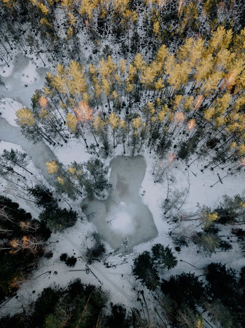 Photos gratuites de arbres, forêt, froid