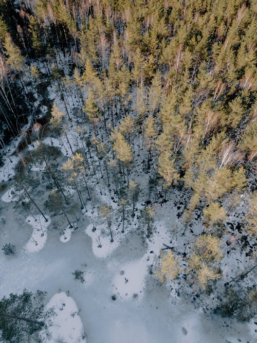 Ingyenes stockfotó drónfelvétel, erdő, erdőség témában