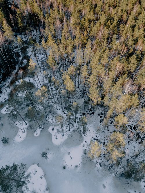 Free A stunning aerial shot of a wintry forest with snow-covered trees in Latvia, showcasing natural beauty. Stock Photo