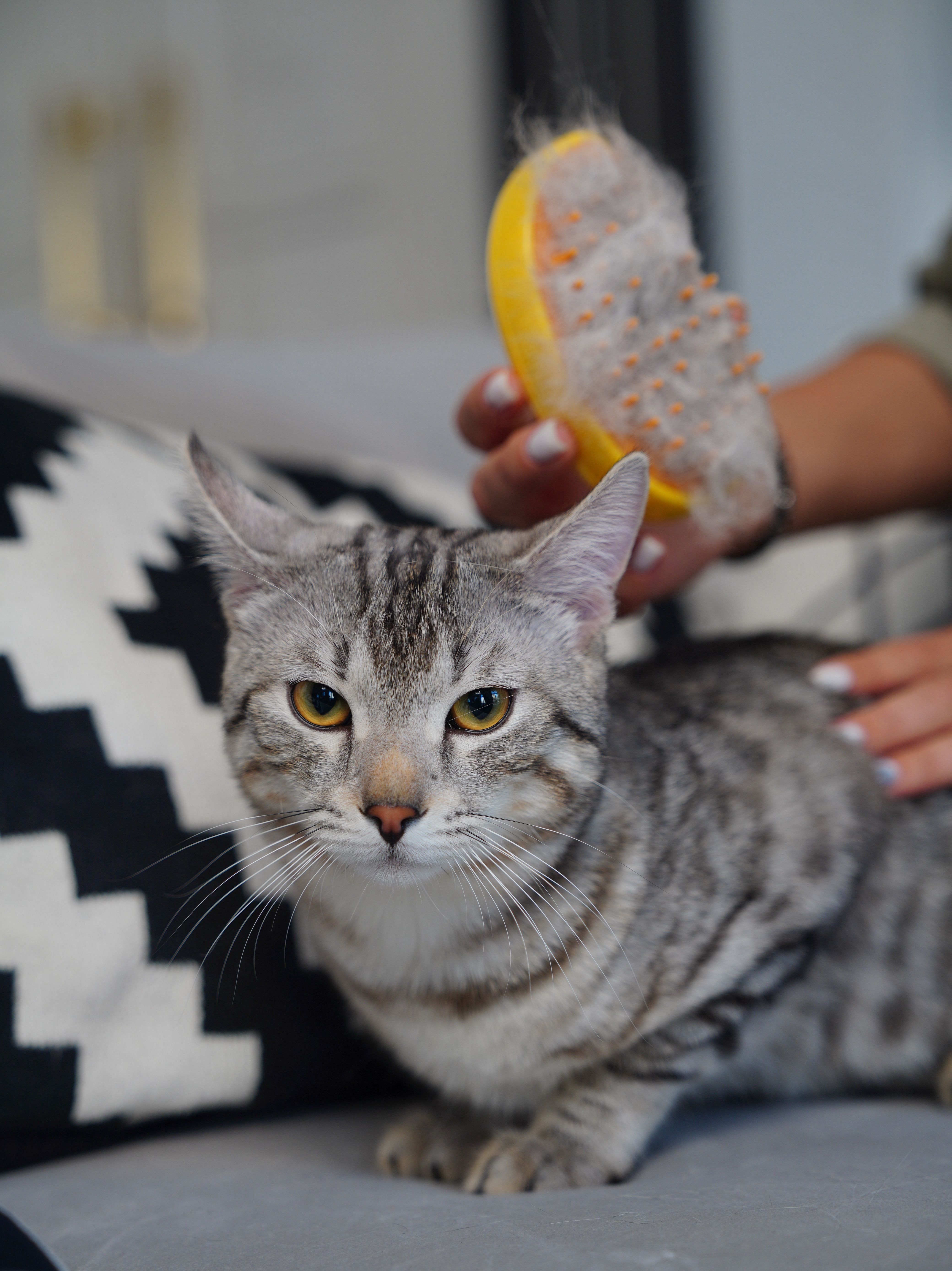 pet hotel đà nẵng