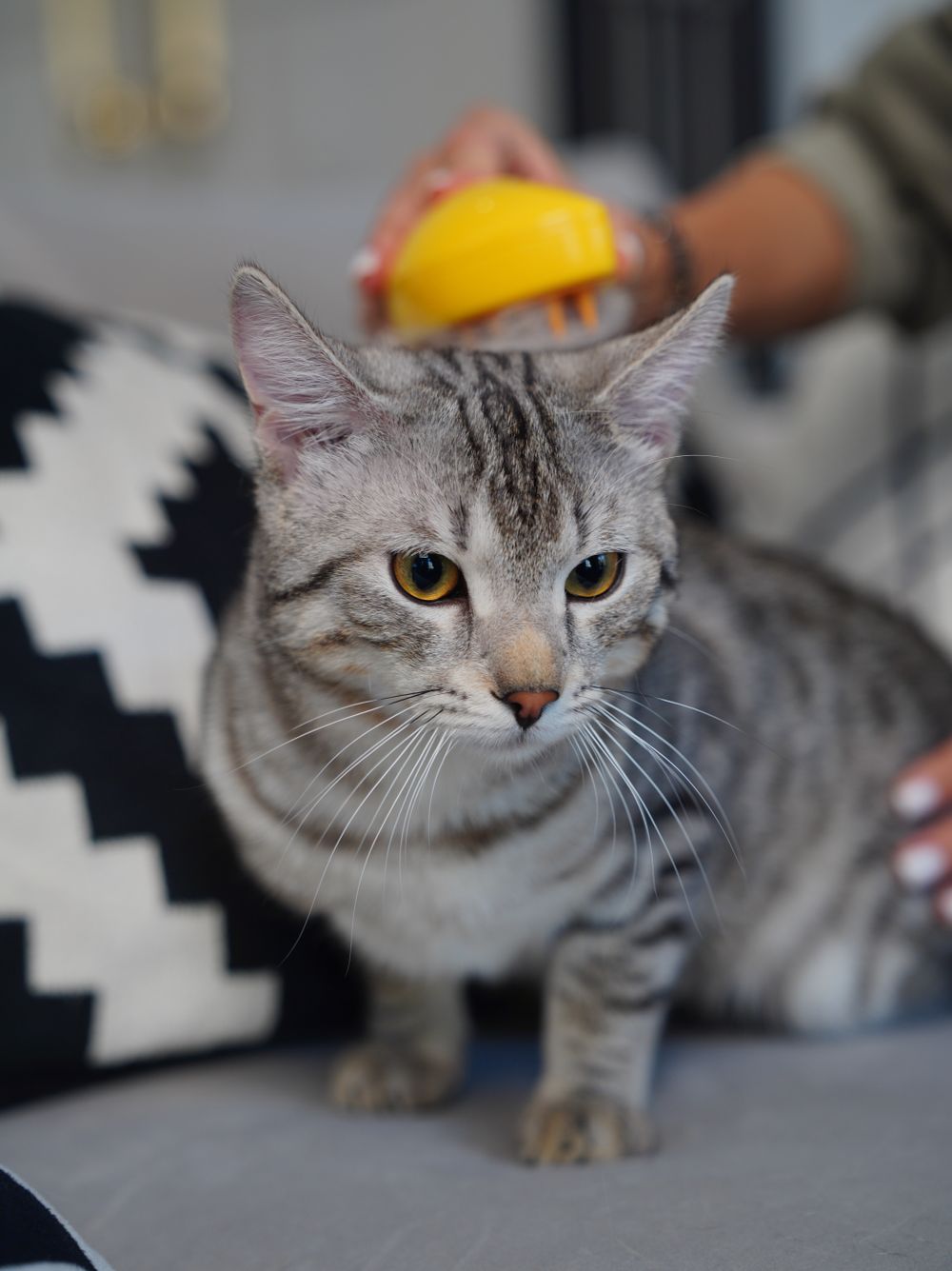 猫咪被温柔梳毛