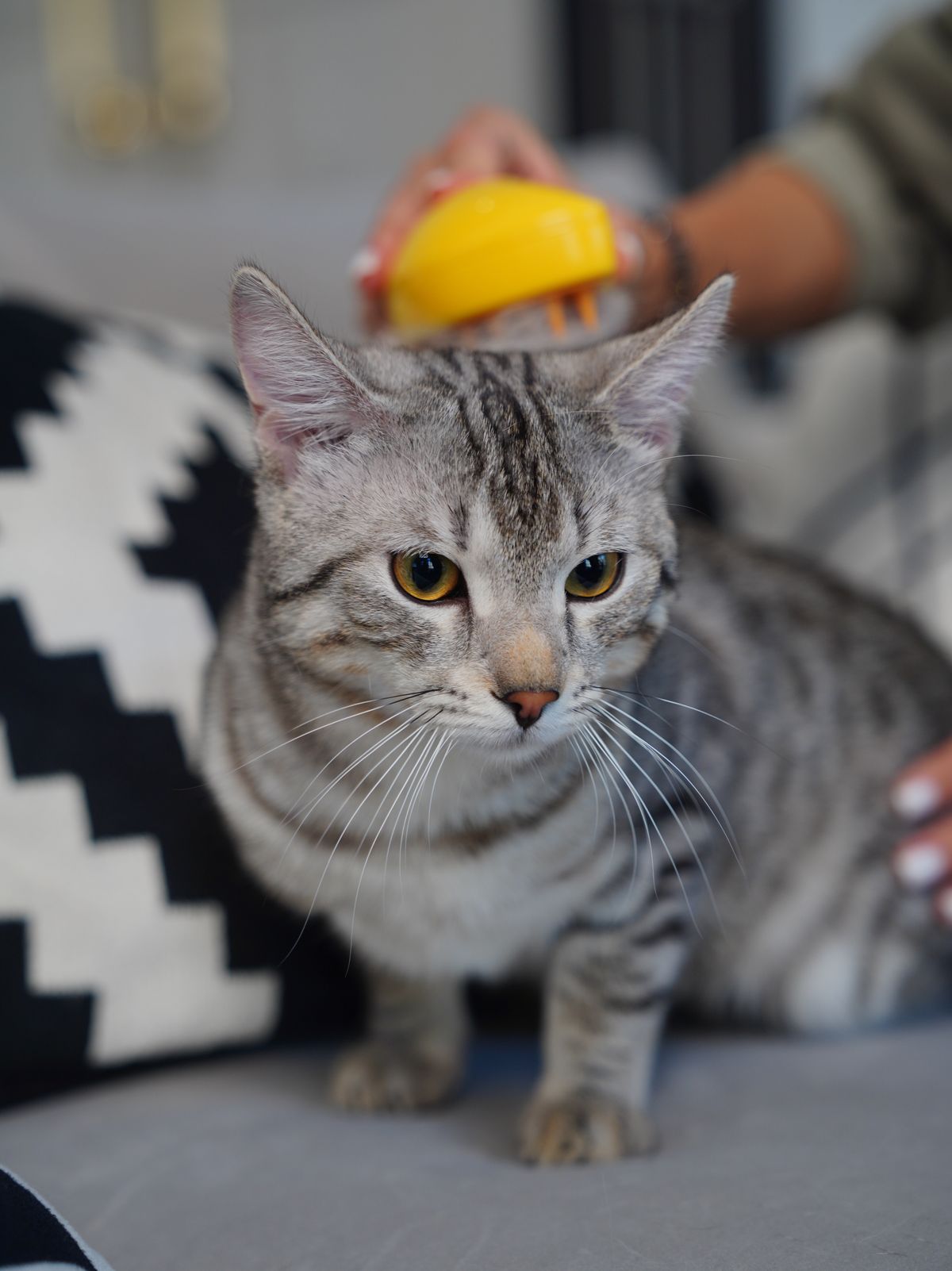 Why Is My Cat Shedding So Much? What’s Normal & What Actually Helps