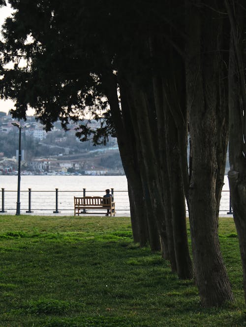 Immagine gratuita di fila di alberi, lago, panchina
