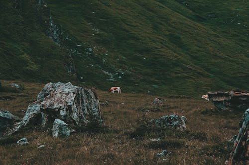 A lone horse in the middle of a rocky field