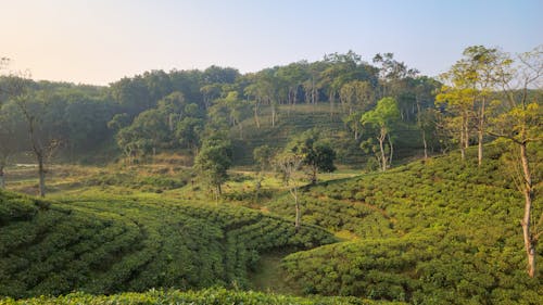 Tea Garden in Sylhet Bangladesh.