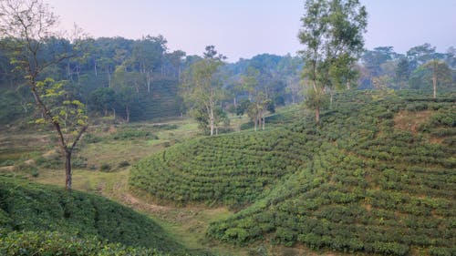 Beautiful Tea garden on mini hills