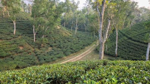 Безкоштовне стокове фото на тему «sreemangal, вирощування чаю, листя чаю»