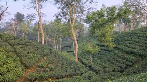 Tiny hills with tea leaves