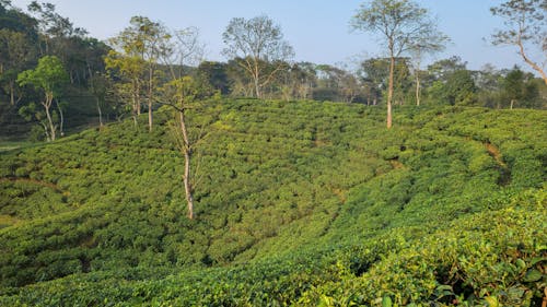 Tea Garden in Sylhet Bangladesh.