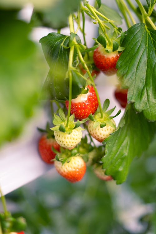 Gratis stockfoto met aardbeien, achtergrond, bladeren