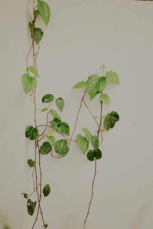 Close-up of a Houseplant with Gray Wall as the Background 