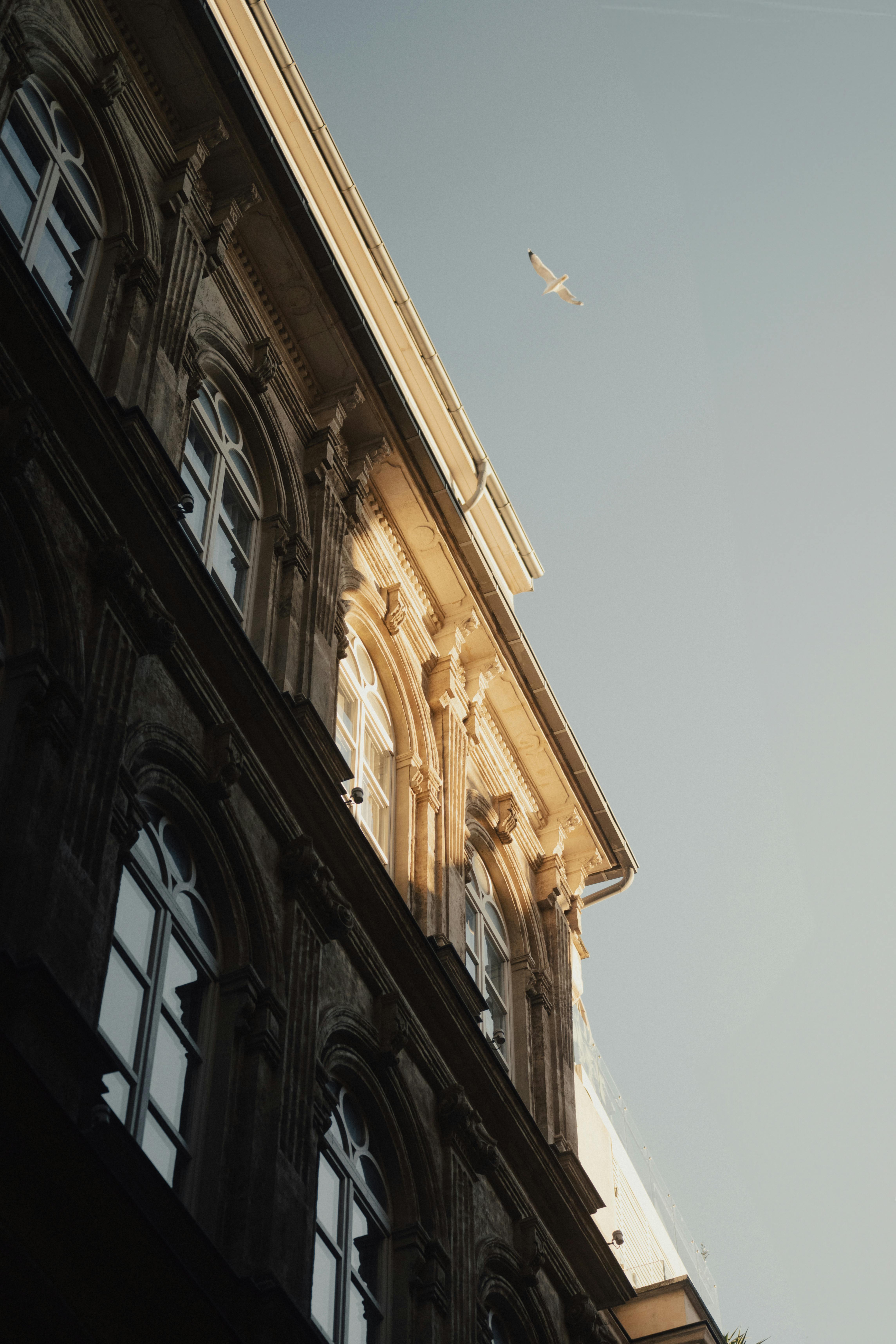 A sunlit historic facade in Istanbul with a bird flying above at twilight.
