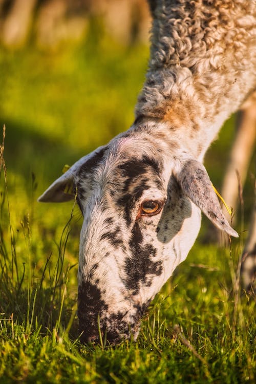 Le Silence Des Moutons: Anlık Sessizlik