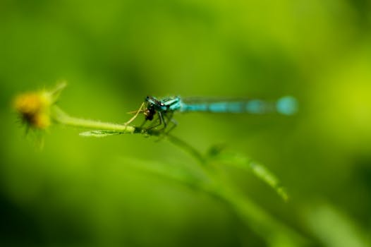 A mesmerizing macro photograph capturing a blue dragonfly perched on a green leaf against a blurry nature backdrop.