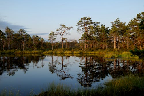 A pond surrounded by trees and grass