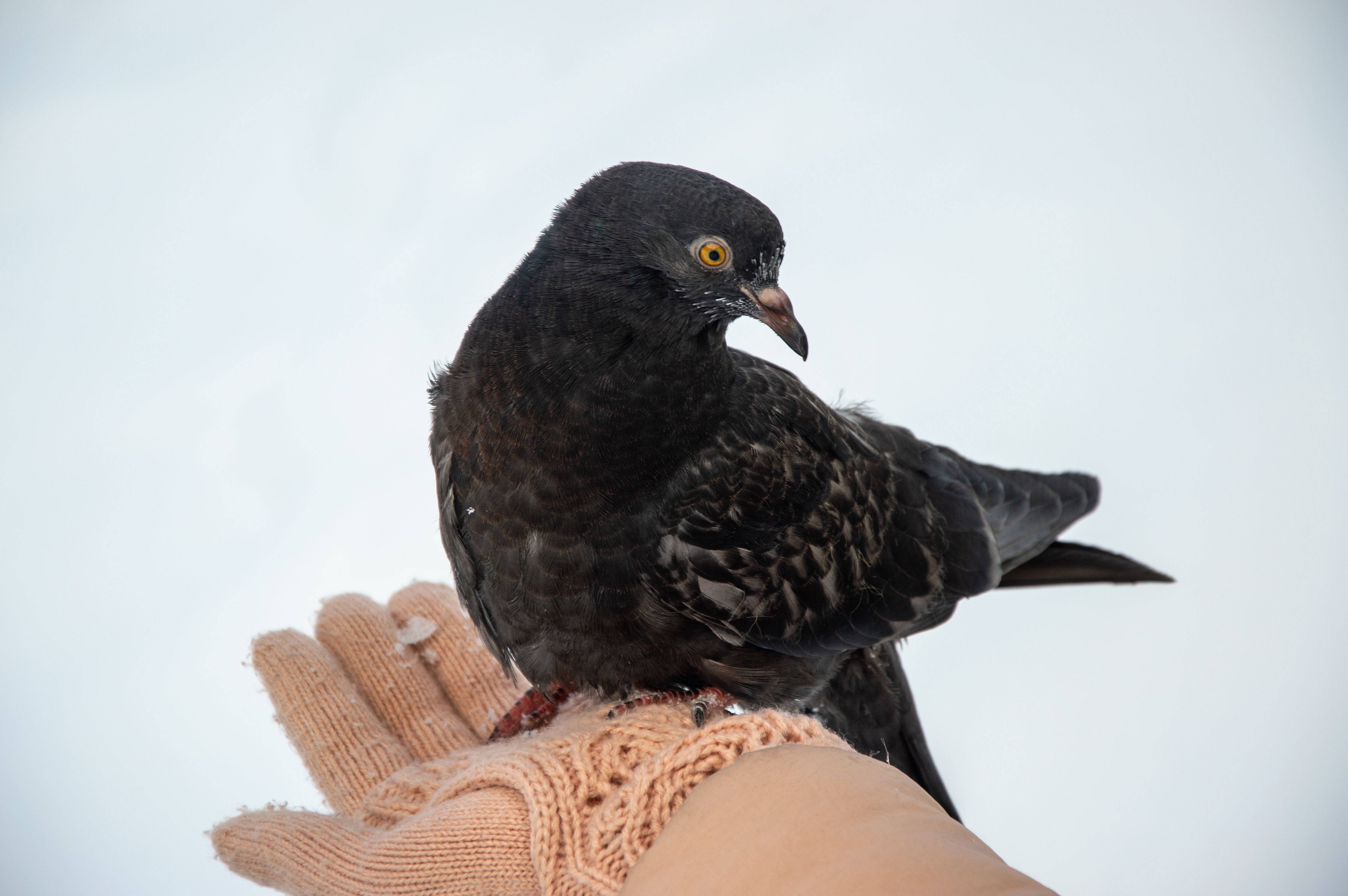 Pigeon Sitting on Hand · Free Stock Photo