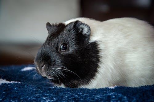 A black and white guinea pig sitting on a blue blanket