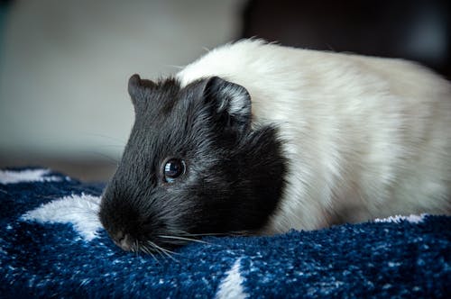 A black and white guinea pig laying on a blue blanket