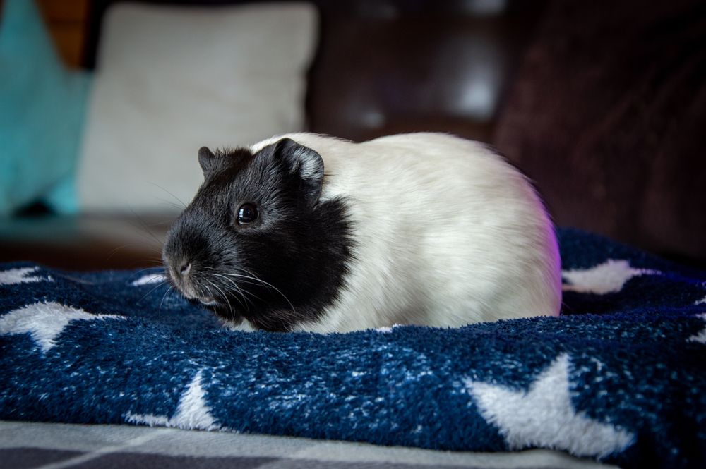 Guinea pig resting on a soft indoor blanket