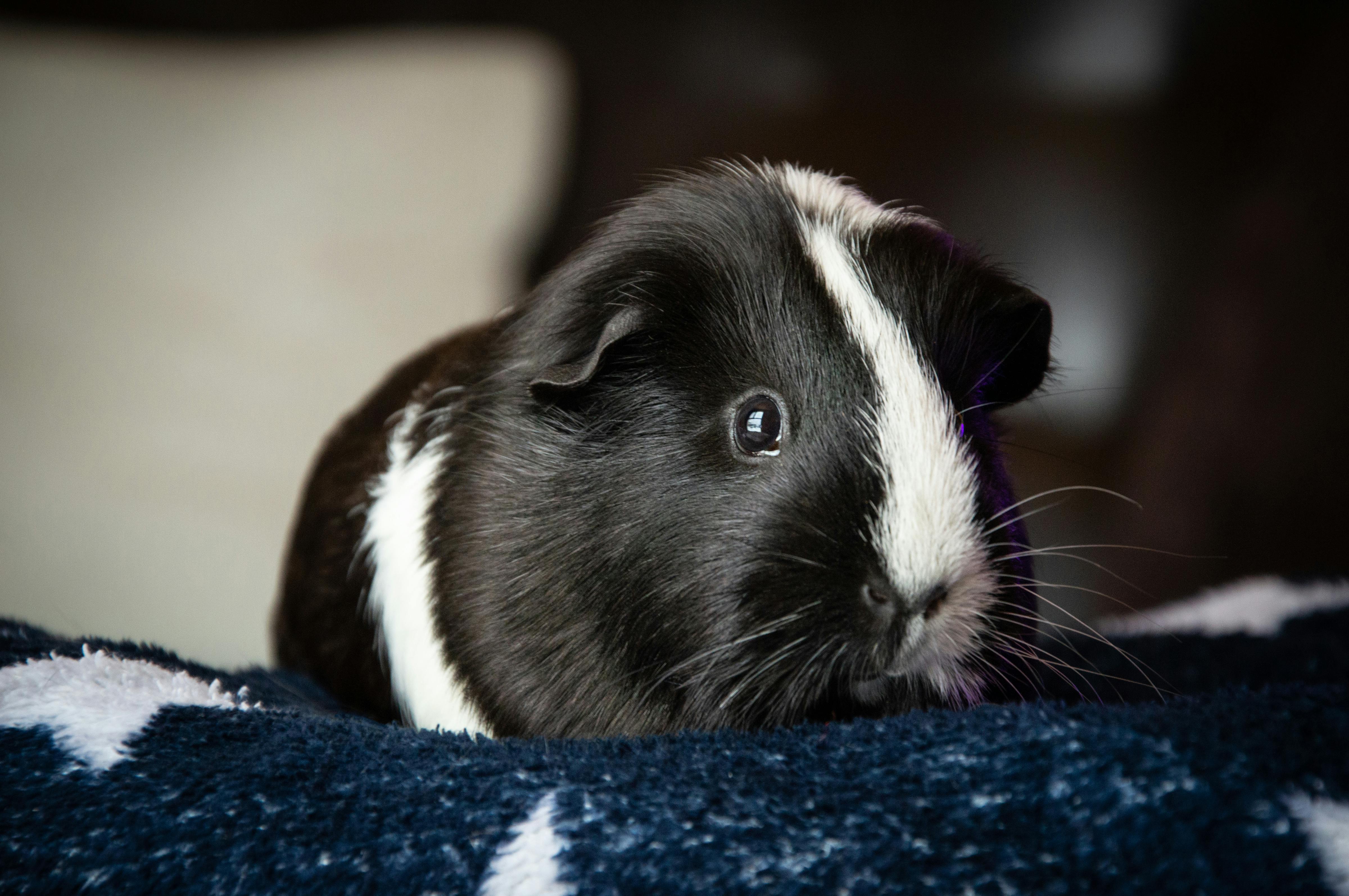 Christmas Toys: Guinea Pigs & Giraffes Top Sellers