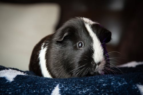 Foto d'estoc gratuïta de blanc i negre, conill porquí, enfocament selectiu