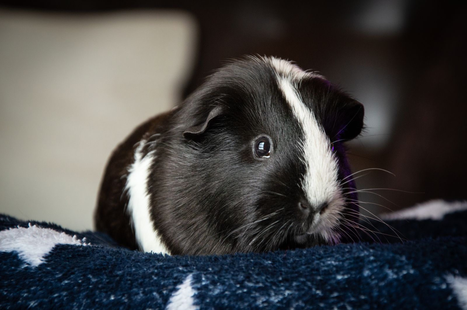 Guinea Pig Photos, Download The BEST Free Guinea Pig Stock Photos & HD ...