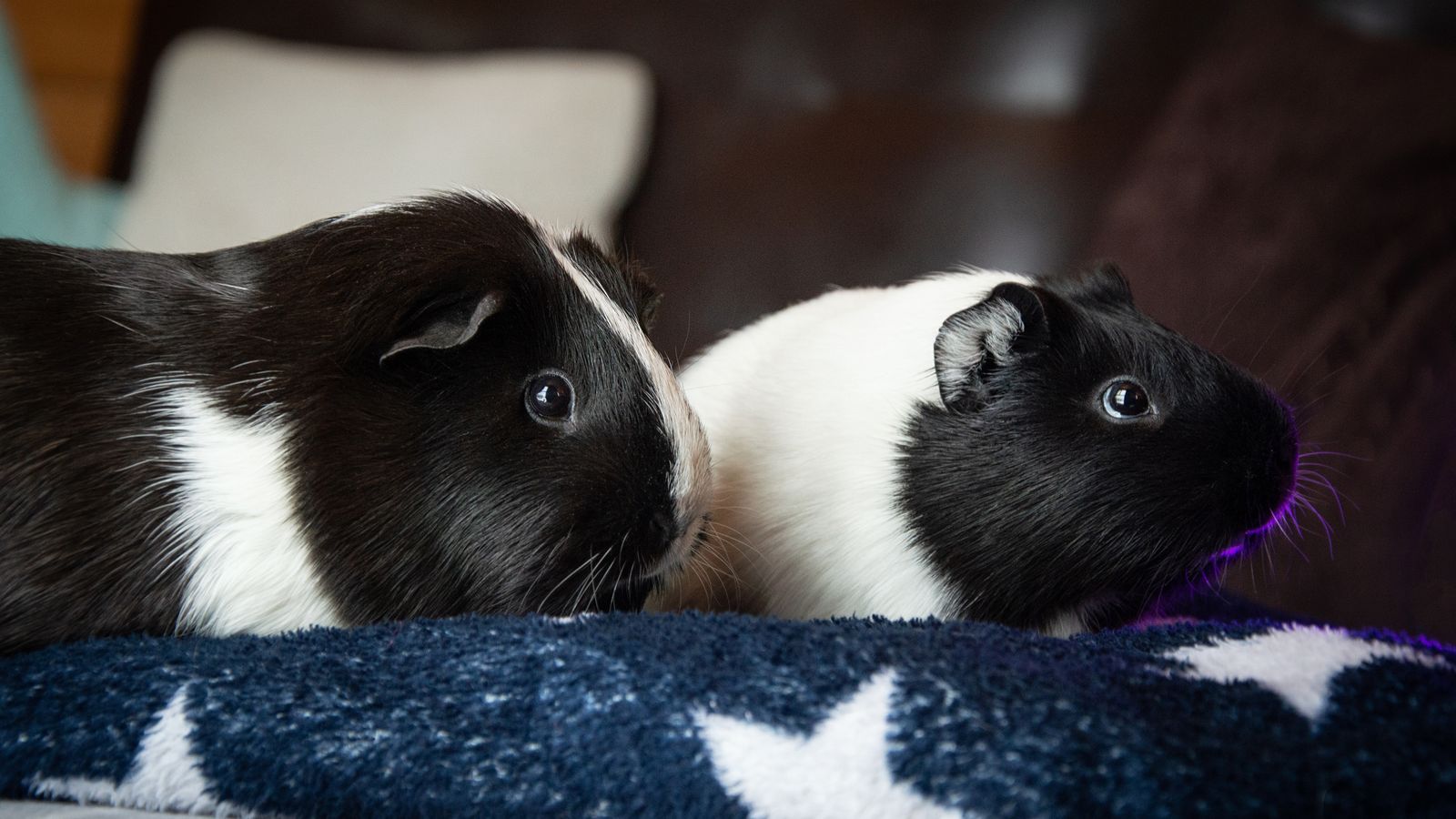 Two guinea pigs side by side