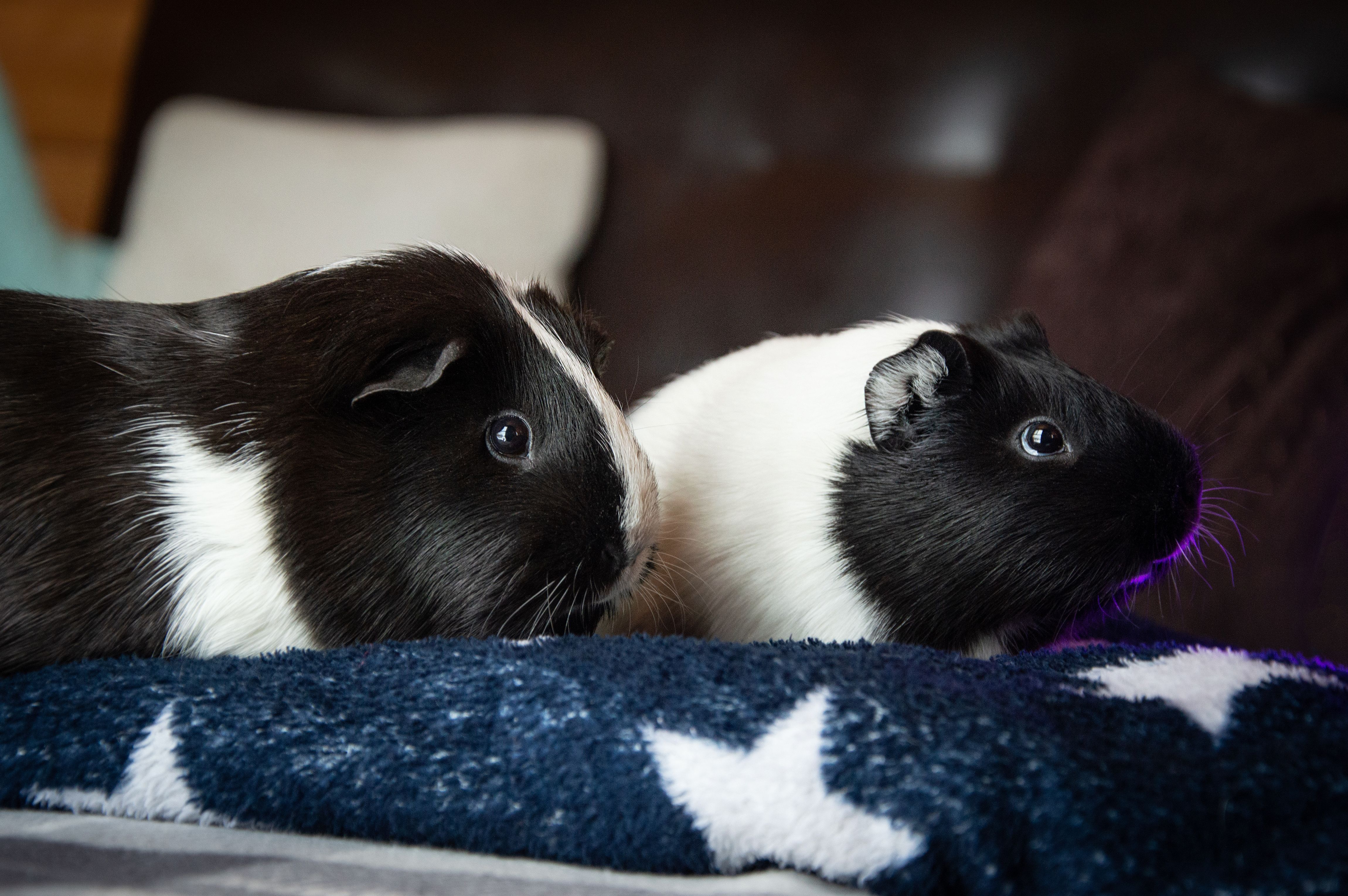 Two Black and White Guinea Pigs On a Blanket · Free Stock Photo — free download