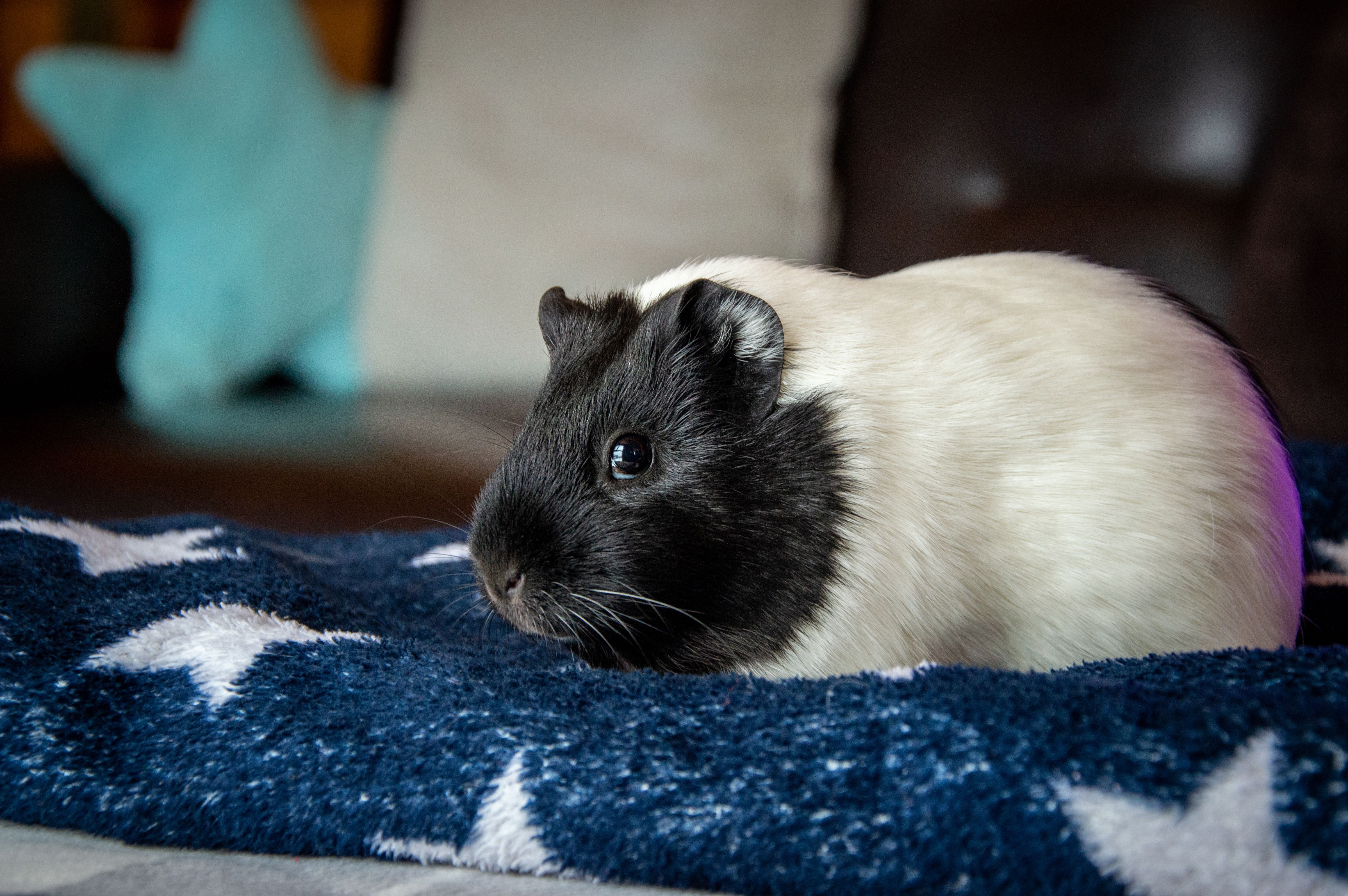 Healthcare and wellness consultation for a guinea pig