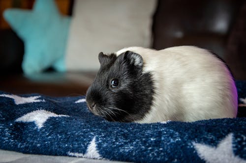 A black and white guinea pig sitting on a blue blanket