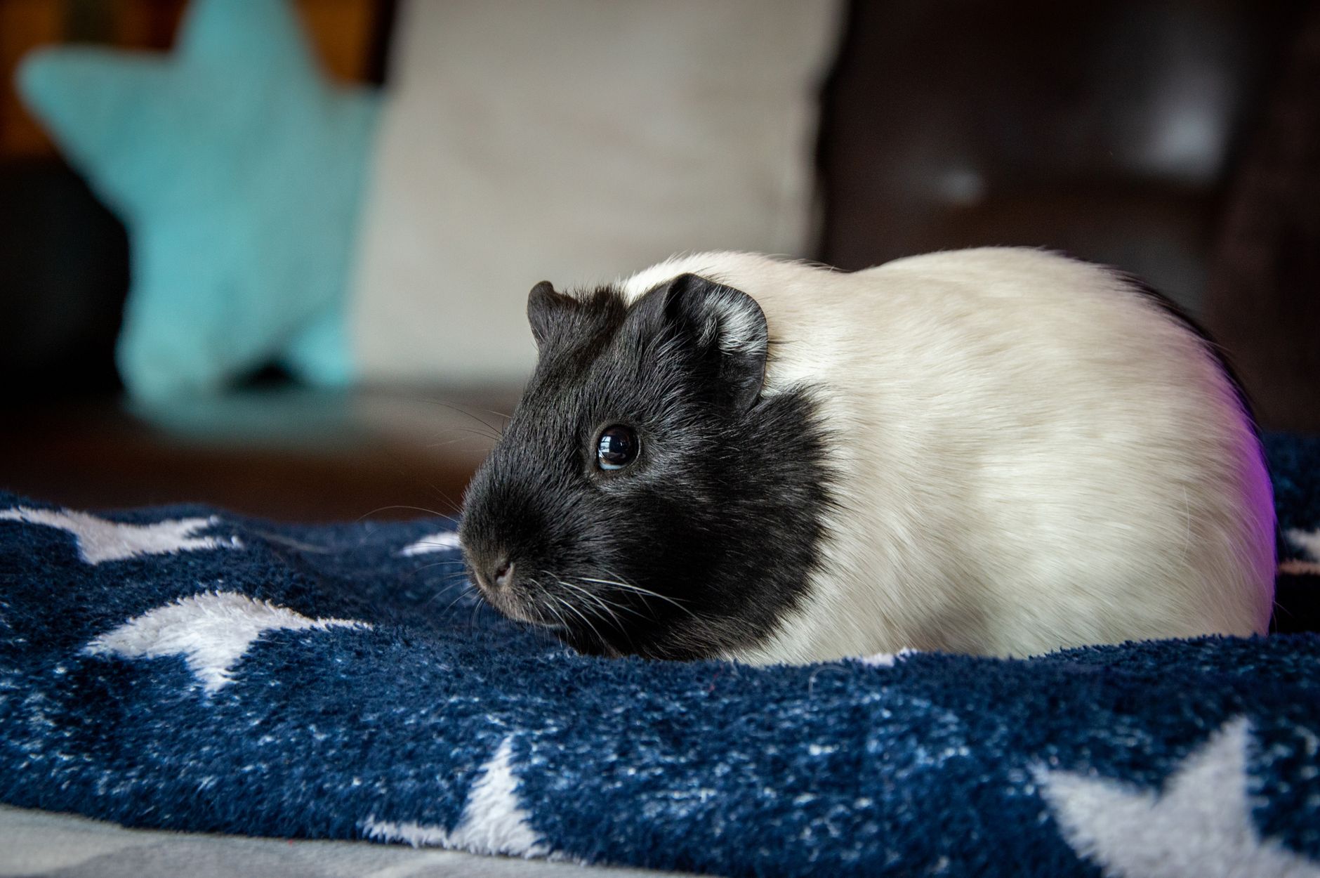 Healthcare and wellness consultation for a guinea pig