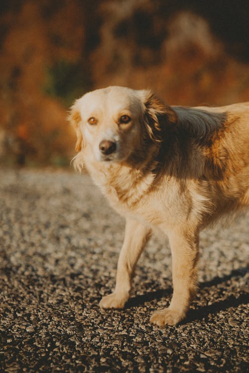 Gratis lagerfoto af dyrefotografering, hakket, hund