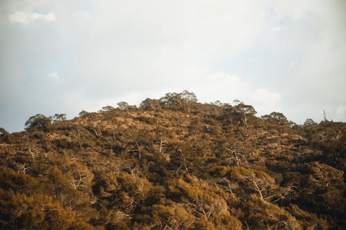 Безкоштовне стокове фото на тему «гора, дерева, краєвид»