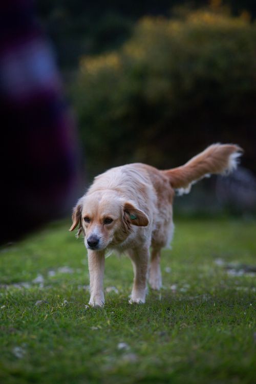 Free A Golden Retriever strolls through a vibrant garden during the day, showcasing tranquility. Stock Photo