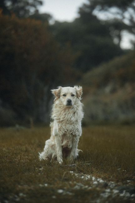 A cute golden retriever sits calmly in a grassy meadow, exuding warmth and tranquility.