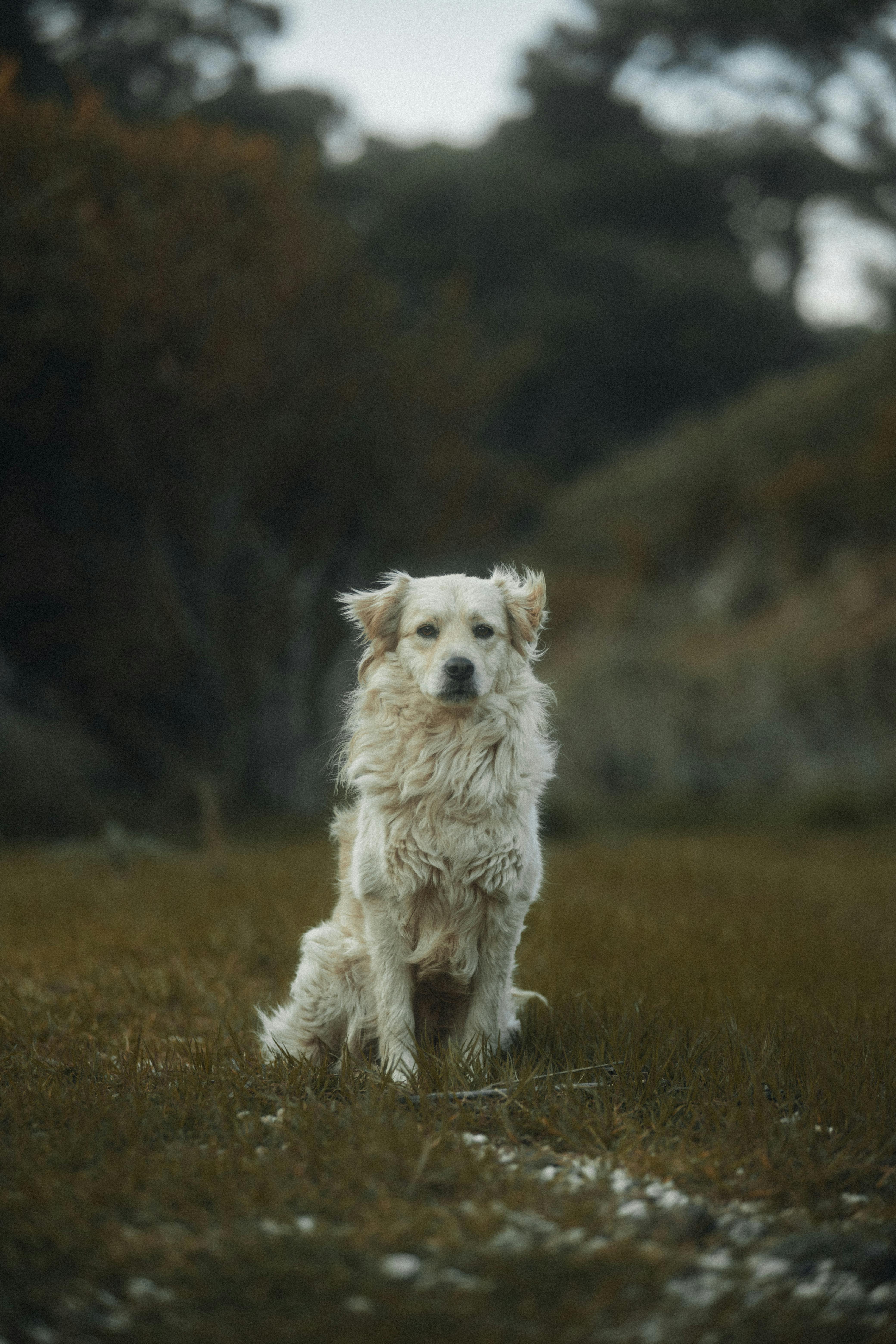 Free A white dog sitting in the grass near a forest Stock Photo