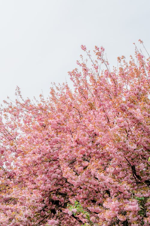 A pink cherry tree is in bloom against a cloudy sky