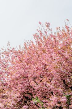 A breathtaking view of pink cherry blossoms in full bloom against a clear sky.